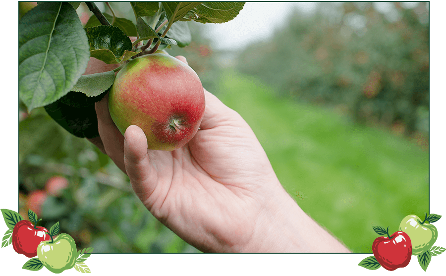 Inchs hand and apple
